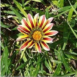 Gazania pest plant
