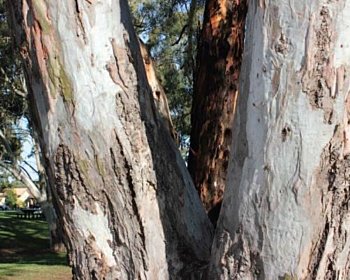 Significant tree snip 2022