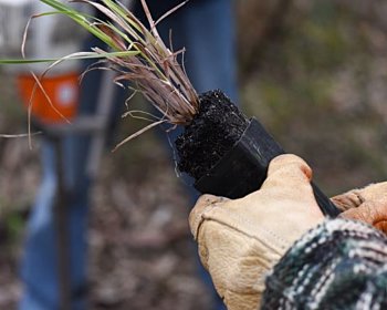 Marion planting Volunteers June2022 By Cath Leo 141