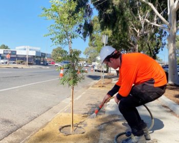 Street tree planting smaller