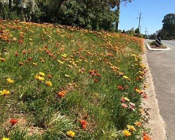 Gazania verge