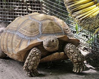 Tortoise Screenshot 2023 02 09 110524