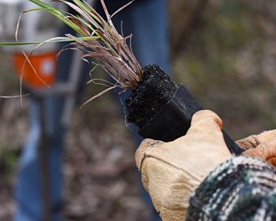 Marion planting Volunteers June2022 By Cath Leo 141