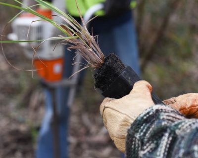 Upper Sturt planting day