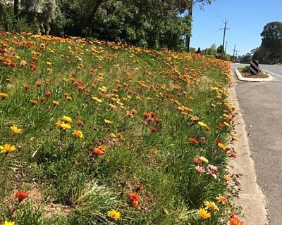 Gazania verge