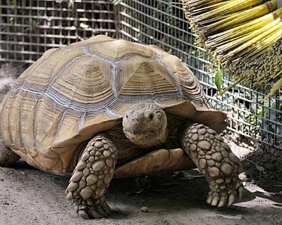 Tortoise Screenshot 2023 02 09 110524