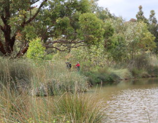 Oaklands Wetland 25