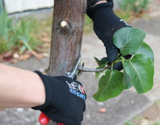 Urban Tree Warriors 27