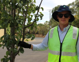 Urban Tree Warriors 37