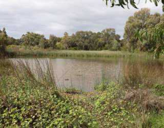 Oaklands Wetland 23