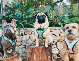 IMG 6875 Banks Brown