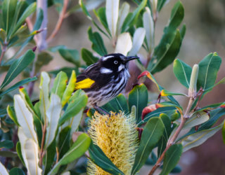 New Holland Honey Eater in a Silver Banksia Photo Stellar Momentum John Mc Greevy