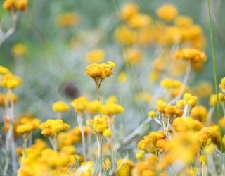 Oaklands Community Garden By Cath Leo 40