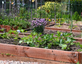 Trott Park Comm Garden Nov2021 By Cath Leo 72