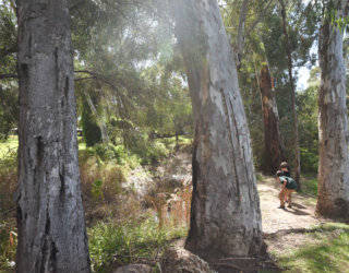 Warriparinga Wetlands By Cath Leo 39