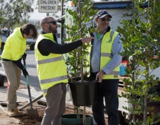 Street tree planting