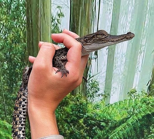 288726850 5675165232533806 6936961173872135948 n