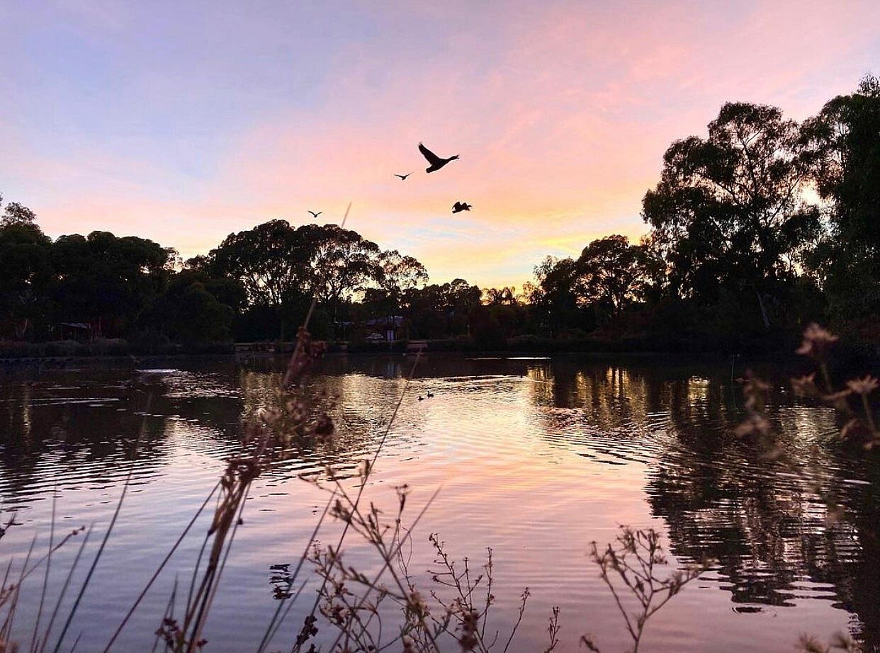 Pink and purple sunset sky with silhouette of trees and birds flying across water.