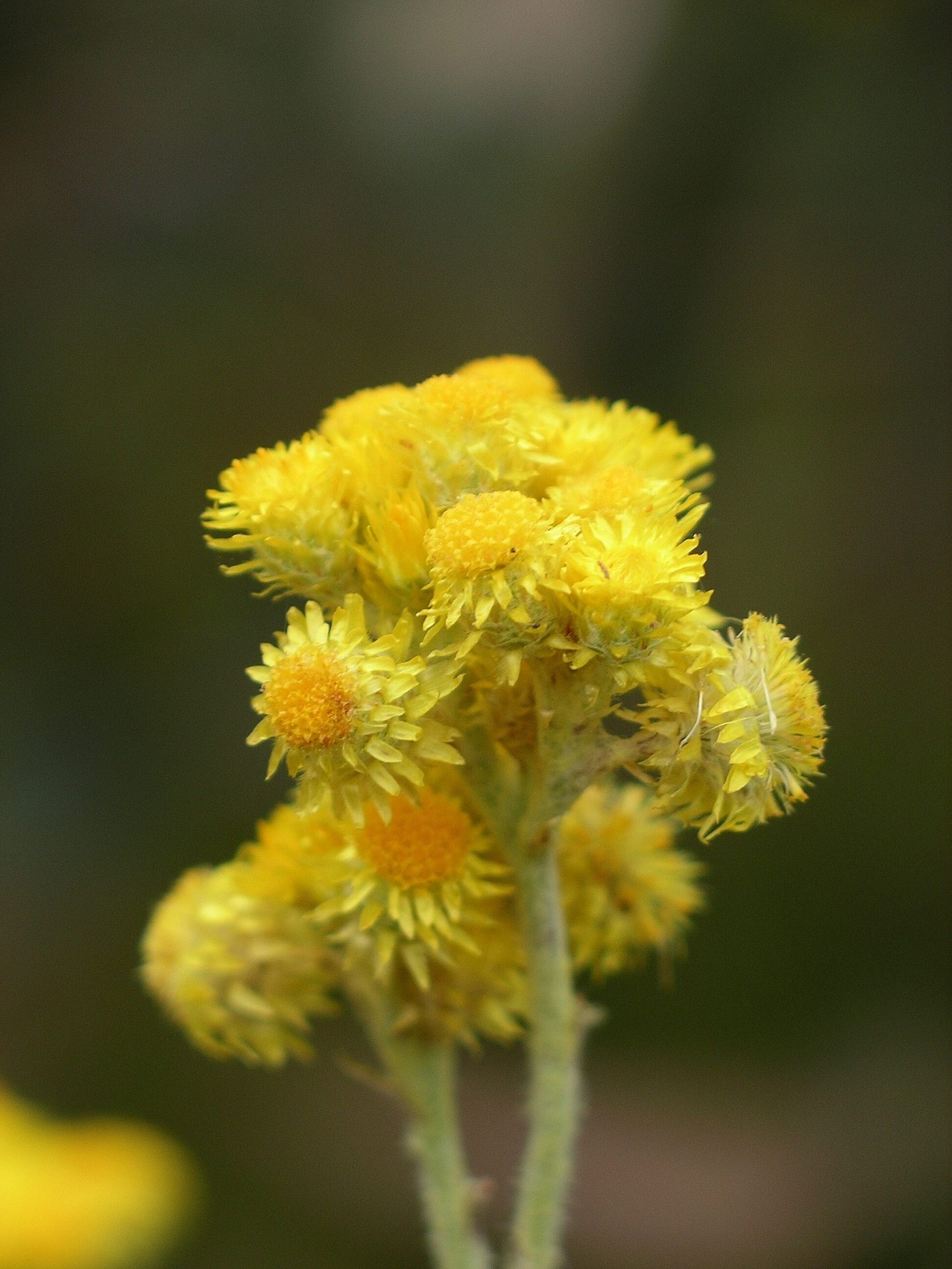 Common Everlasting