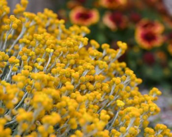 Verge Co M Garden Showcase ERRIN By Cath Leo 13