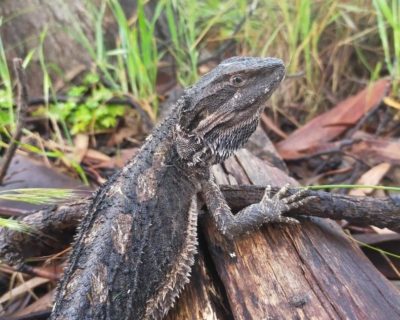 Eastern Bearded Dragon