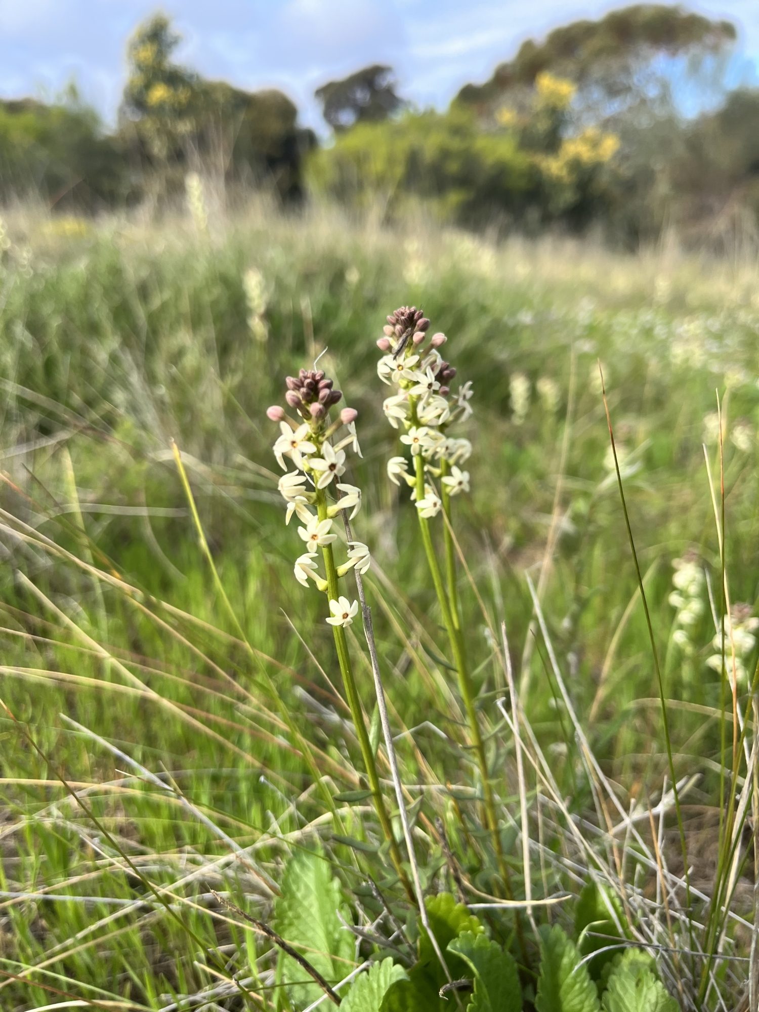 Creamy Candles (Stackhousia monogyna)