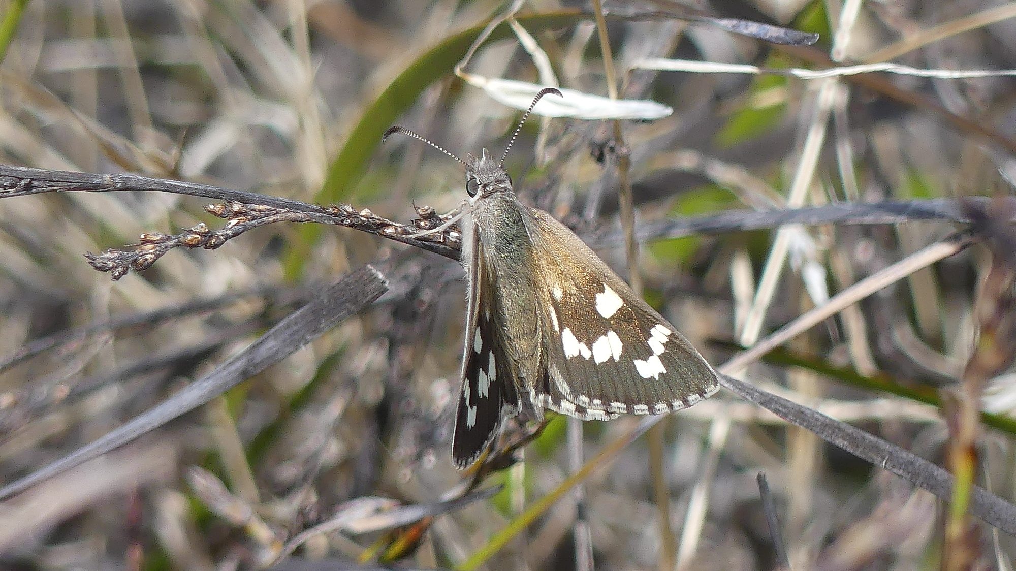 Diamond sand skipper Photo credit Matt Endacott