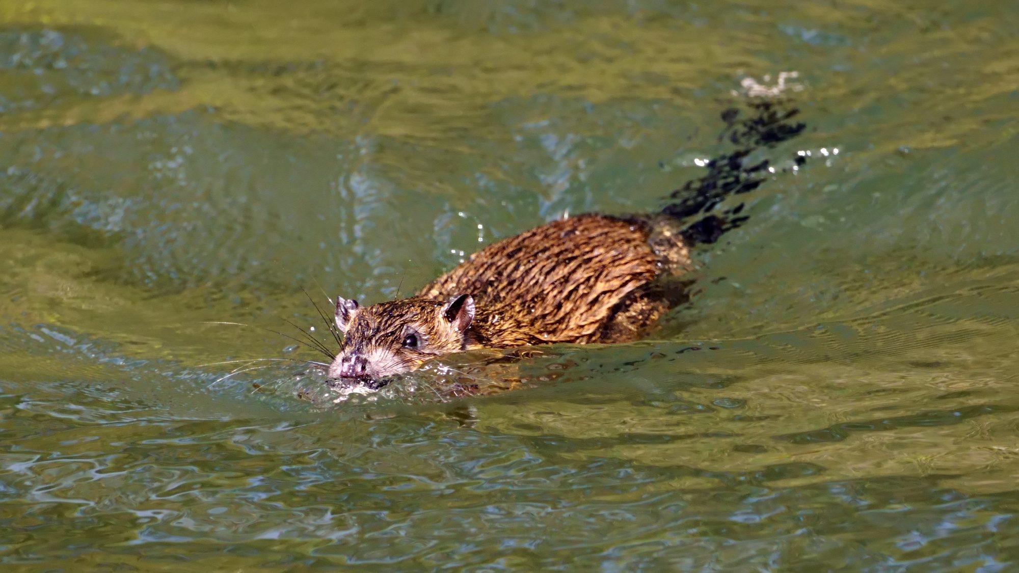 Rakali Photo credit Svetlana Cook