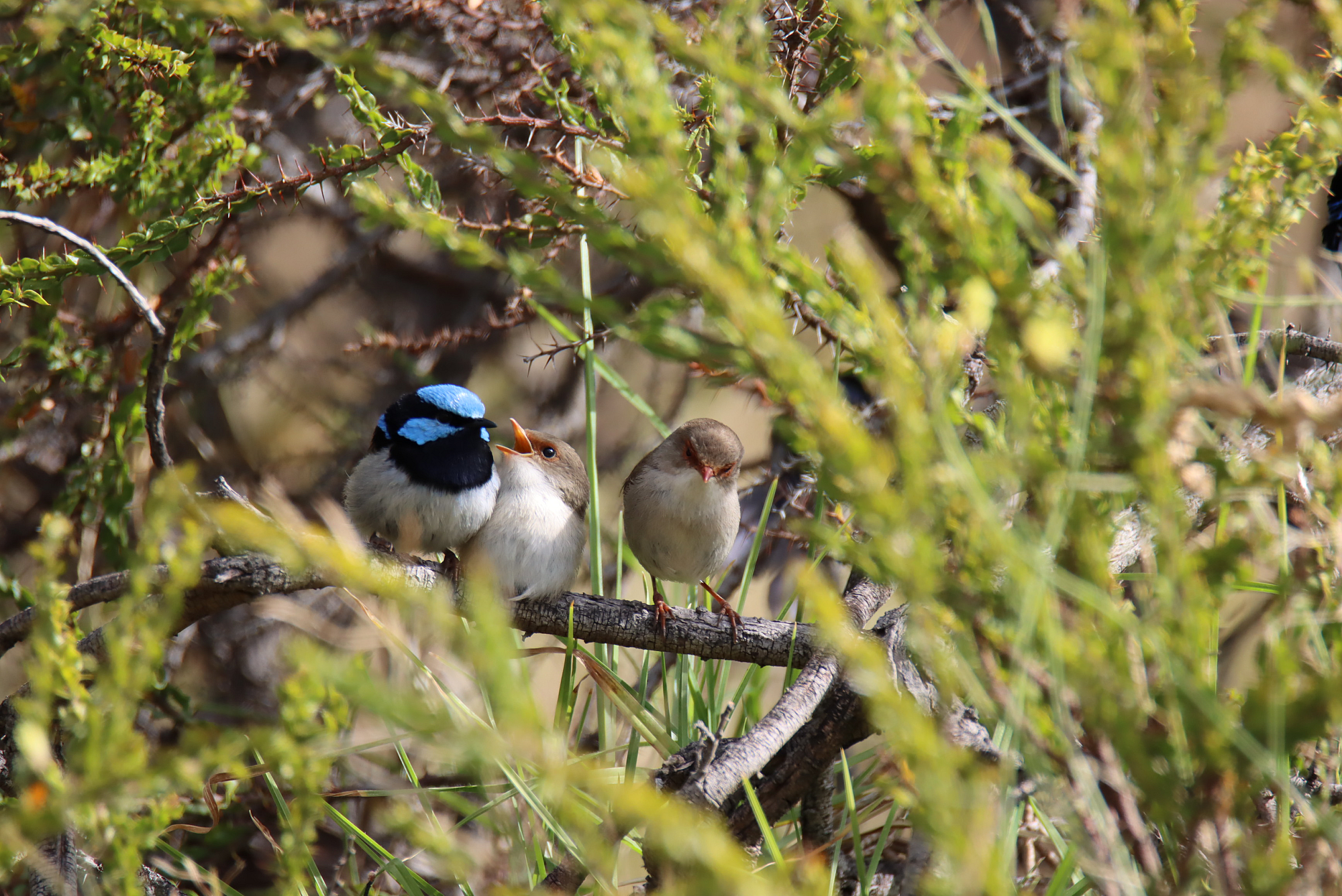 Superb Fairy wrens credit to James Mascott