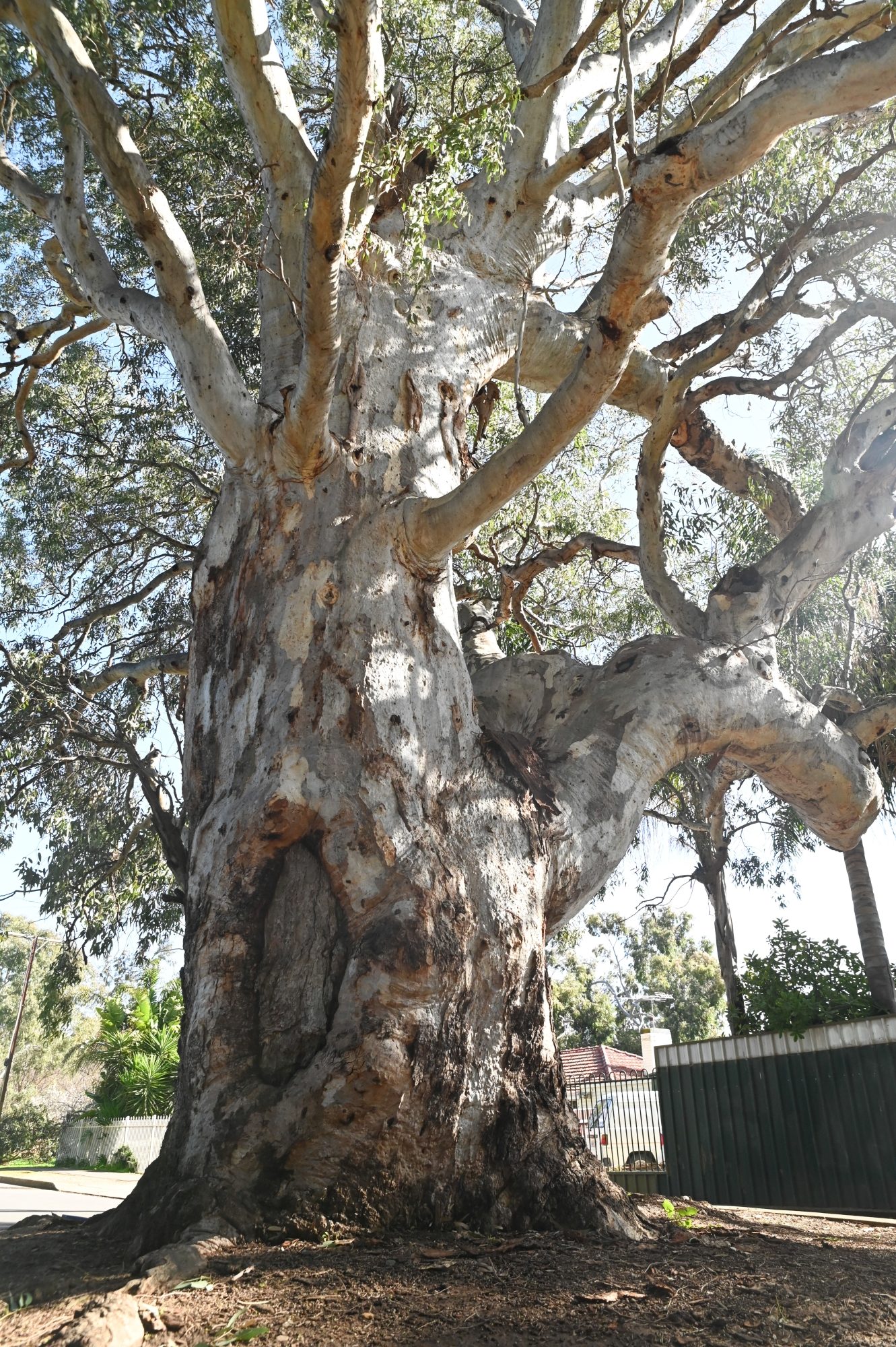 Tree In Road Minchinbury Tce Marion By Cath Leo 4