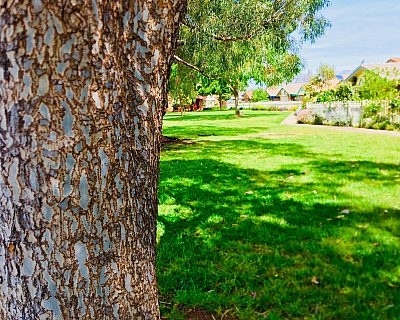 Jacaranda Grove Reserve Tree 4