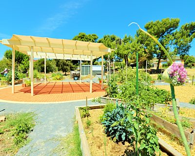 Newland Avenue Reserve Marino Community Garden Pergola 1