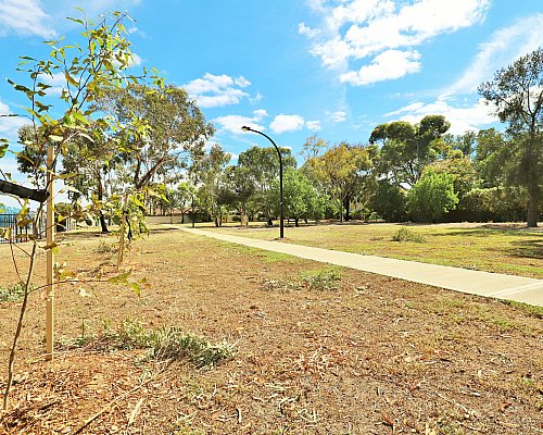 Myer Road Reserve Trees 3