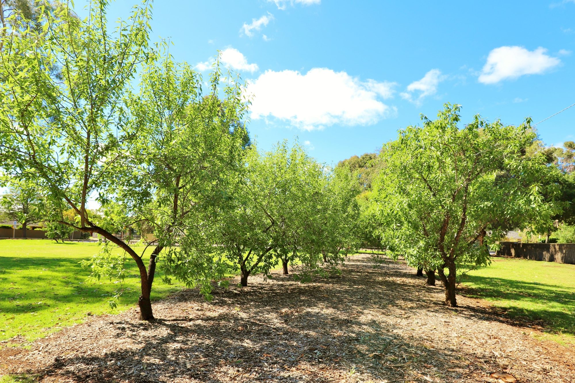 Alison Avenue Reserve Grove 1