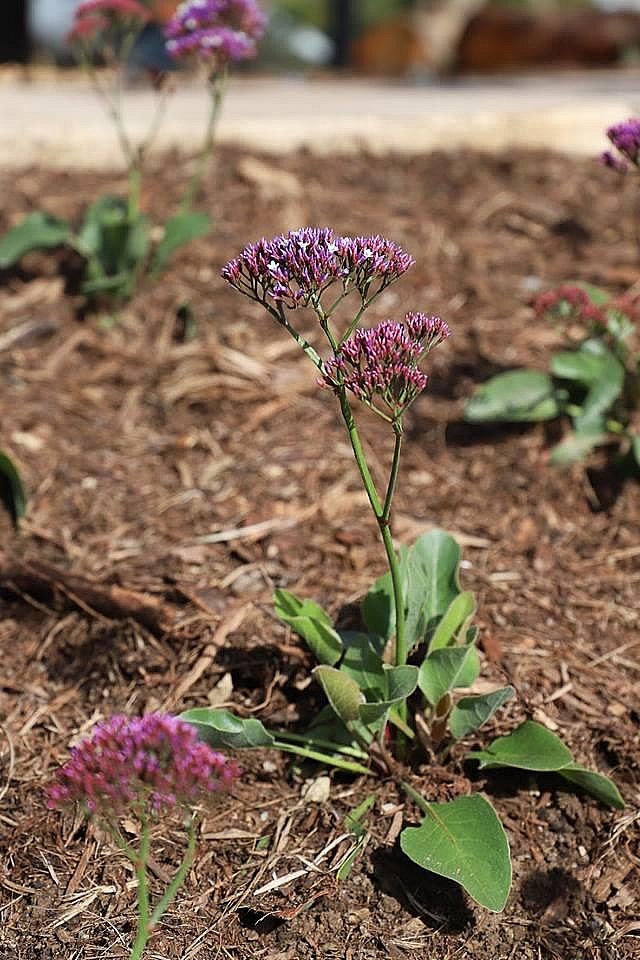 Appleby Road Reserve Playground Planting