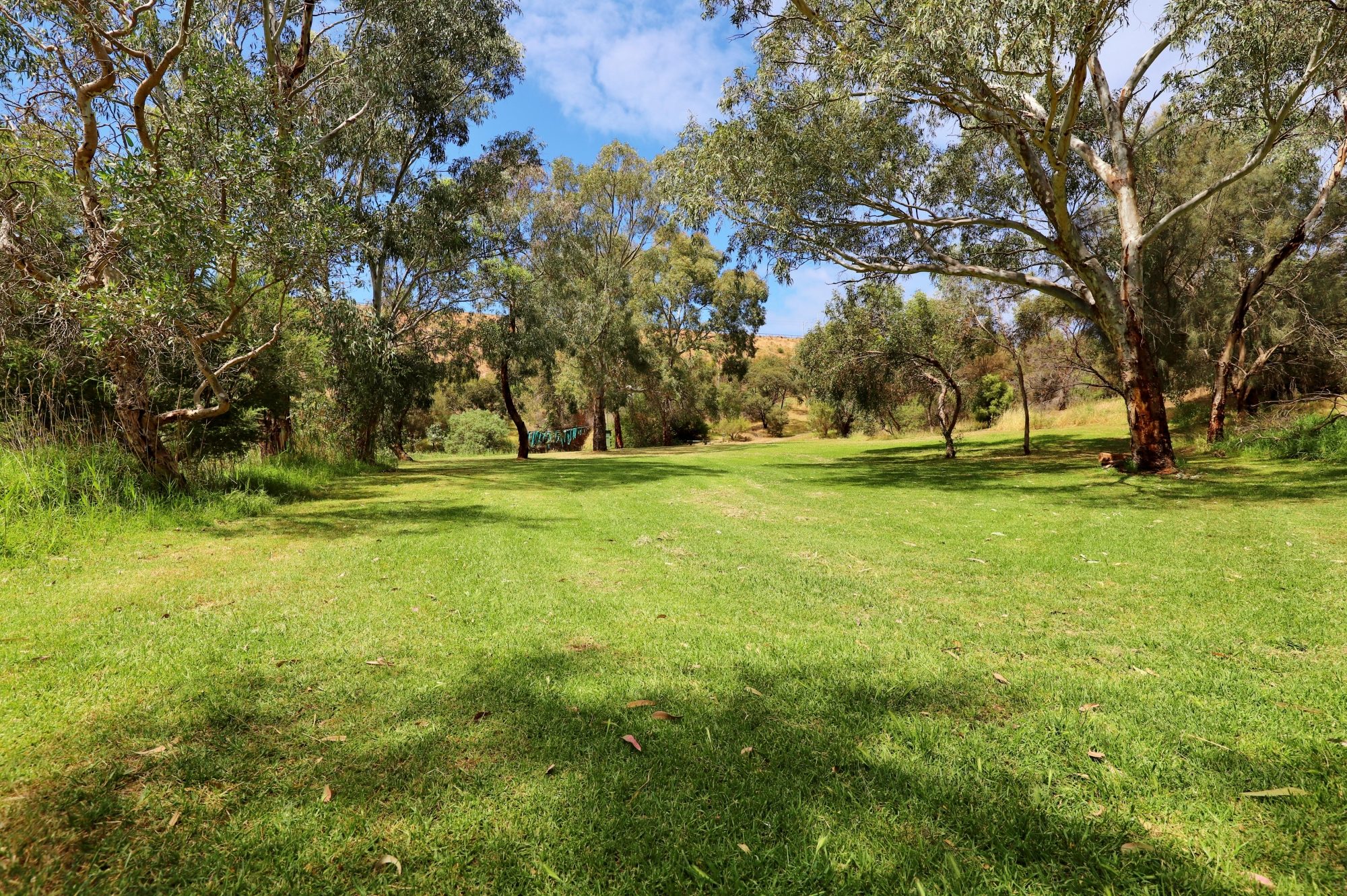 Cormorant Drive Reserve South Clearing 1