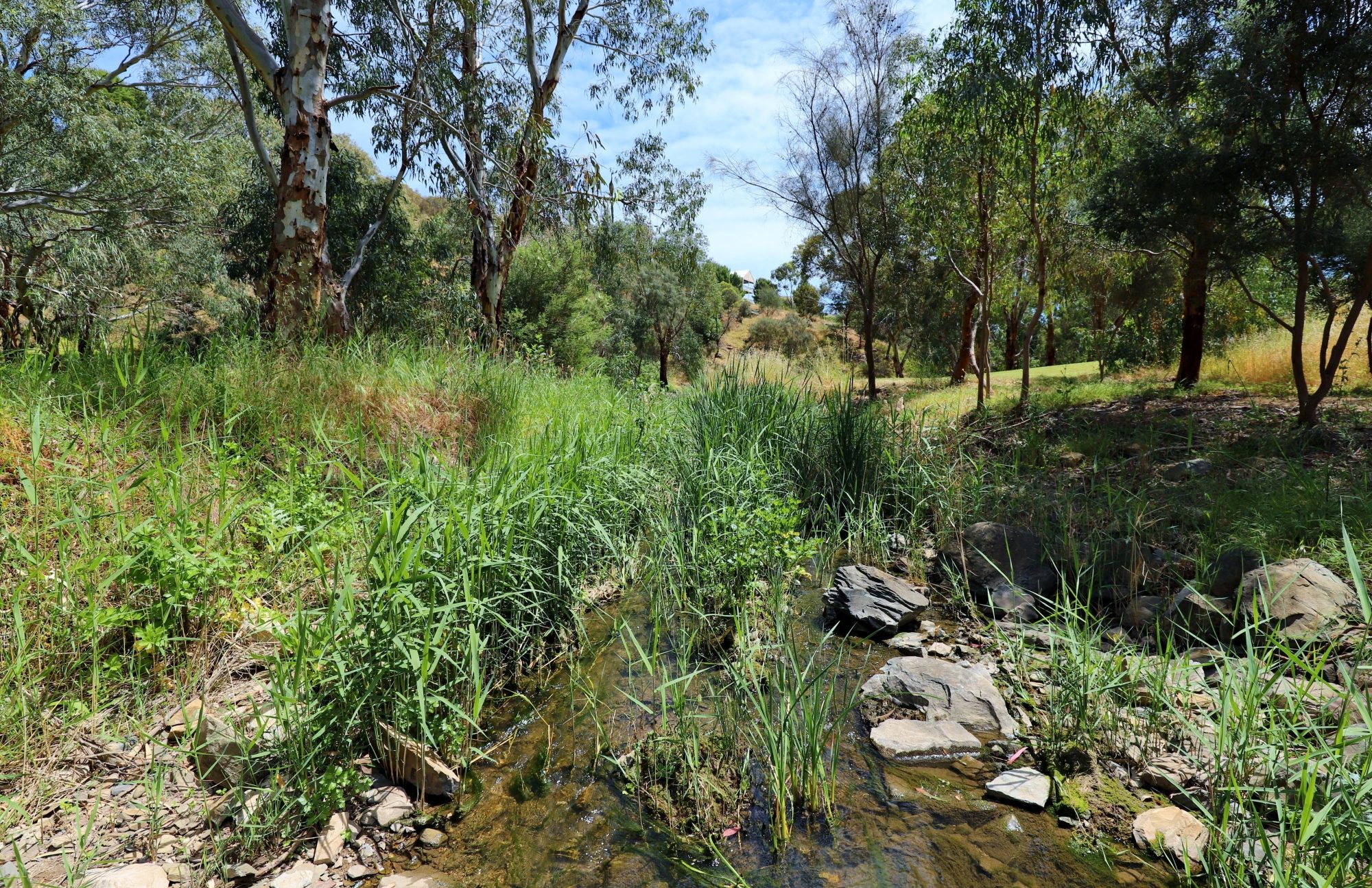 Cormorant Drive Reserve South Field River 1