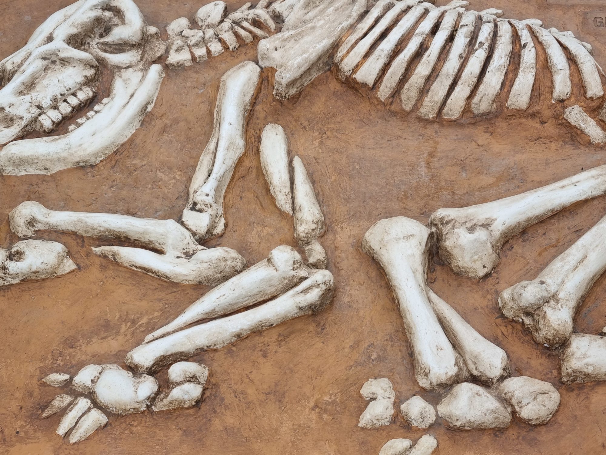 Cormorant Drive Reserve Diprotodon 9