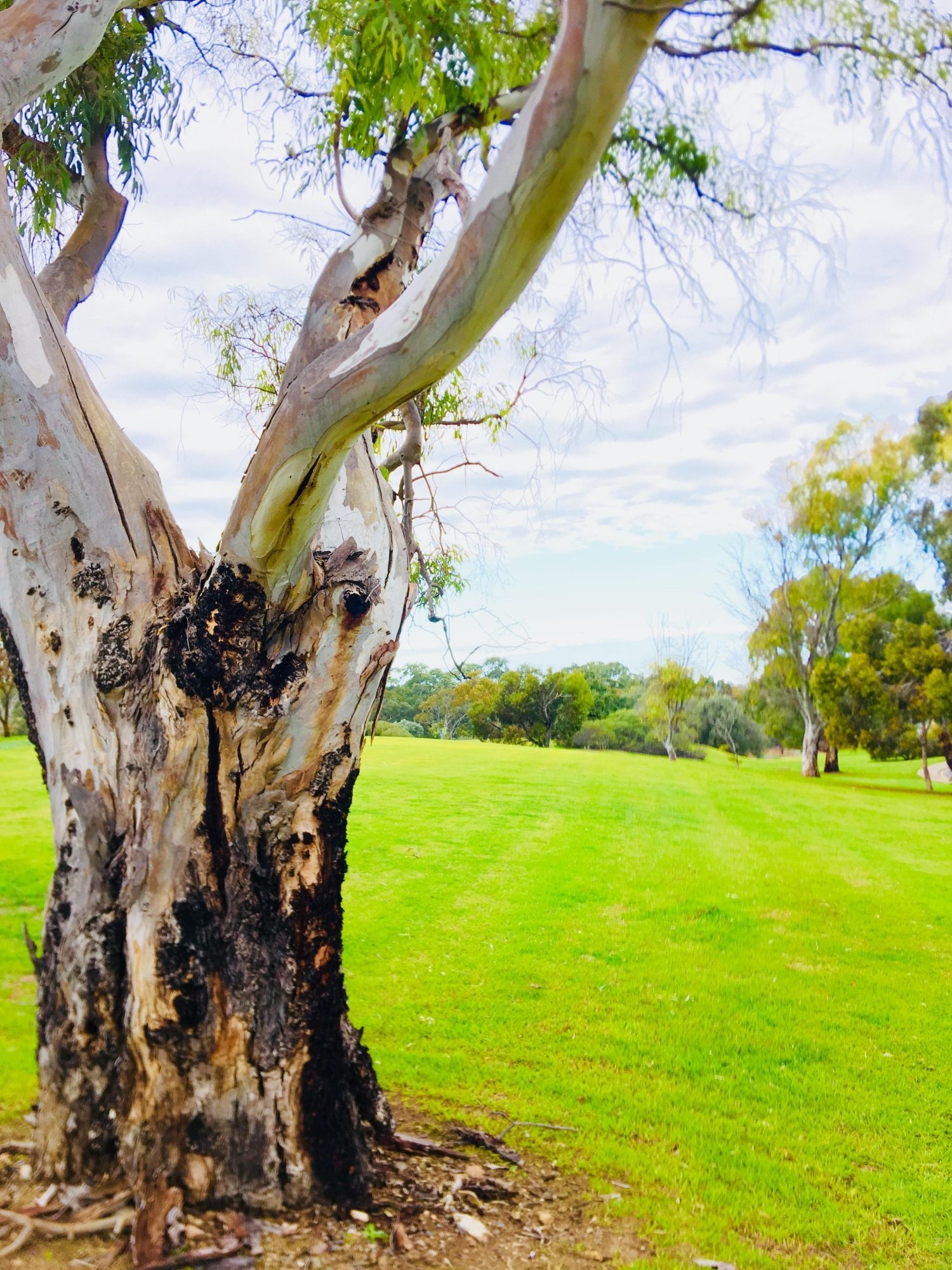 Hessing Crescent Reserve Frontage Tree 2