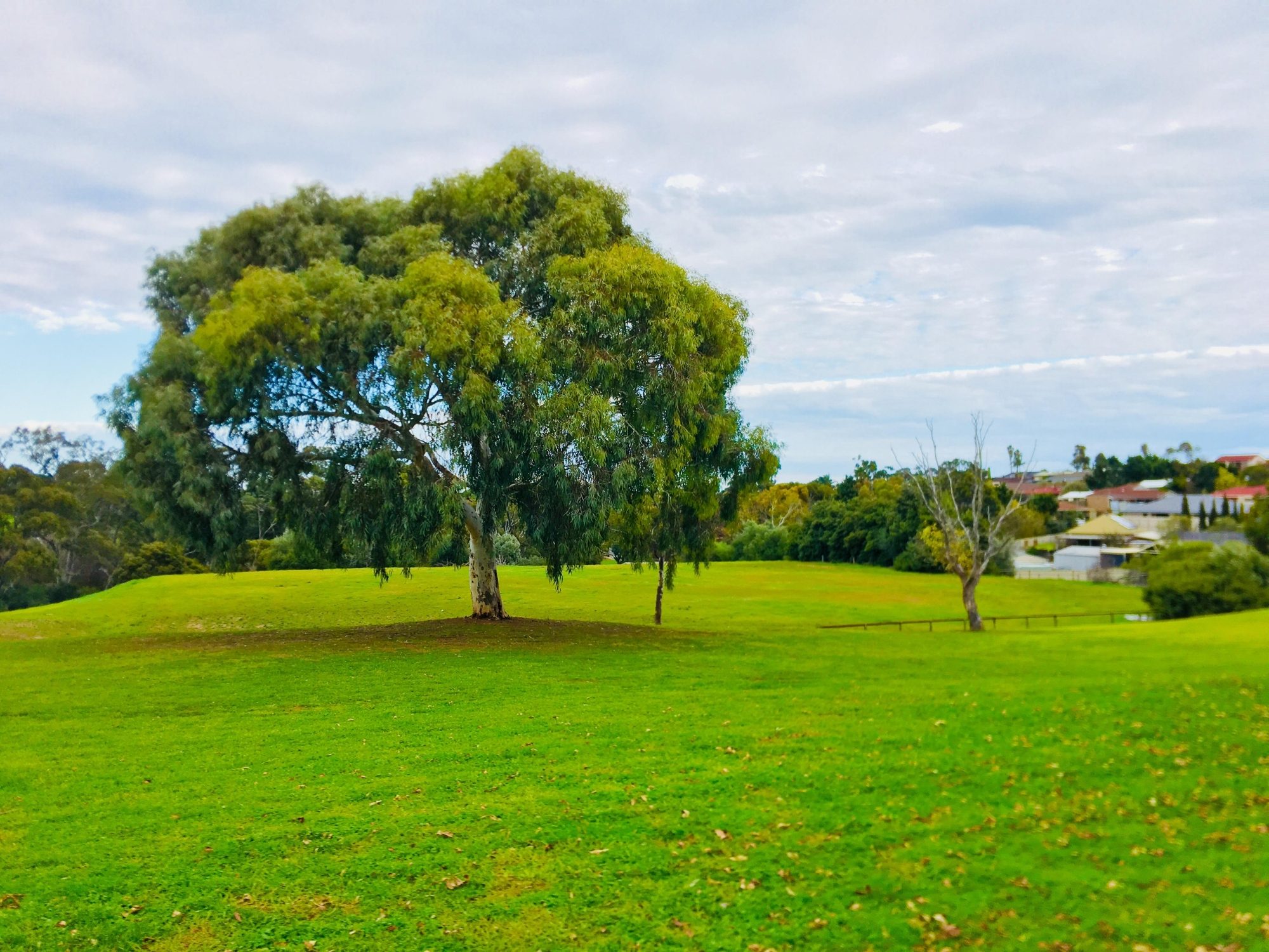 Hessing Crescent Reserve Tree 1