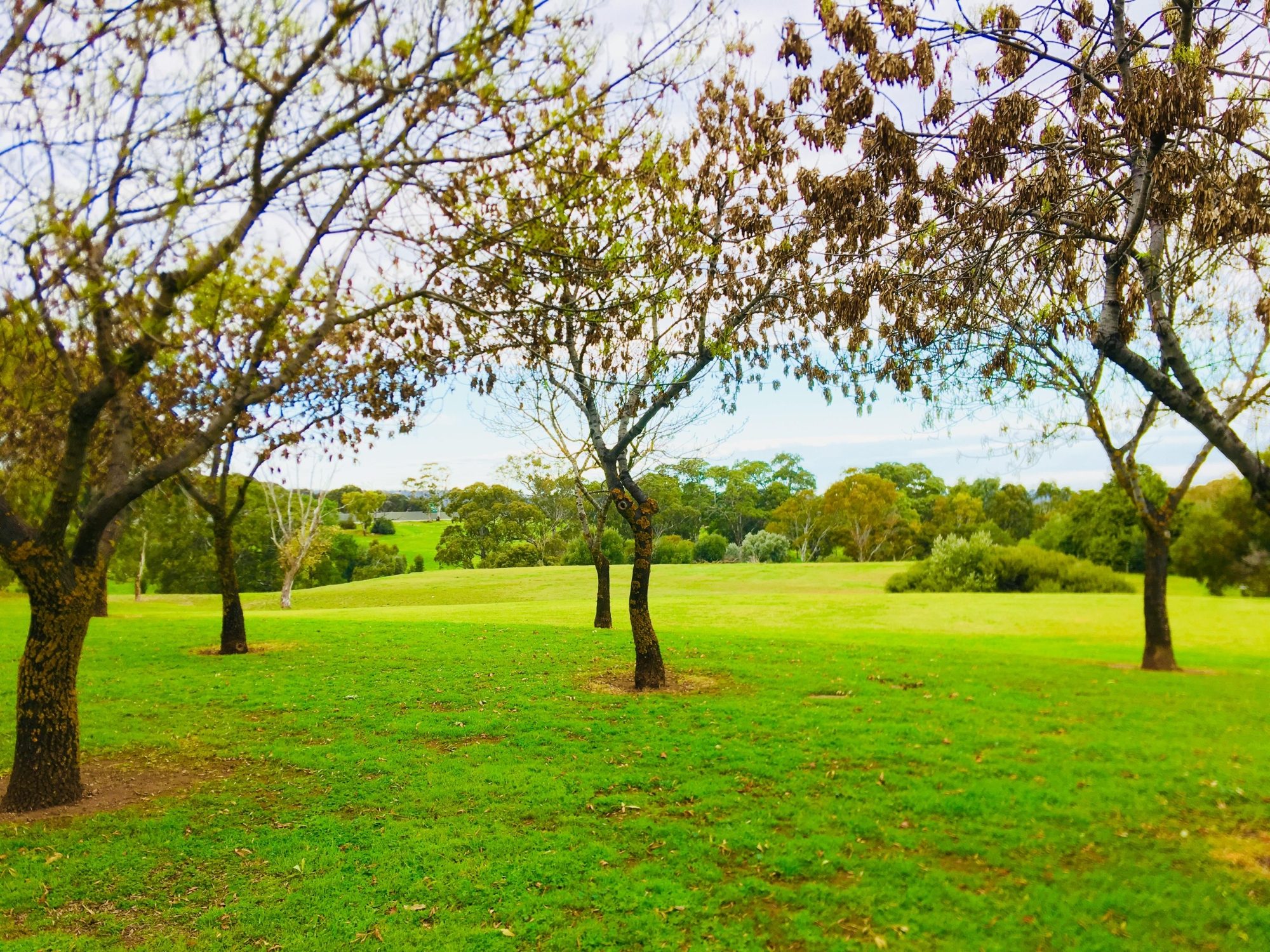 Hessing Crescent Reserve Trees 1