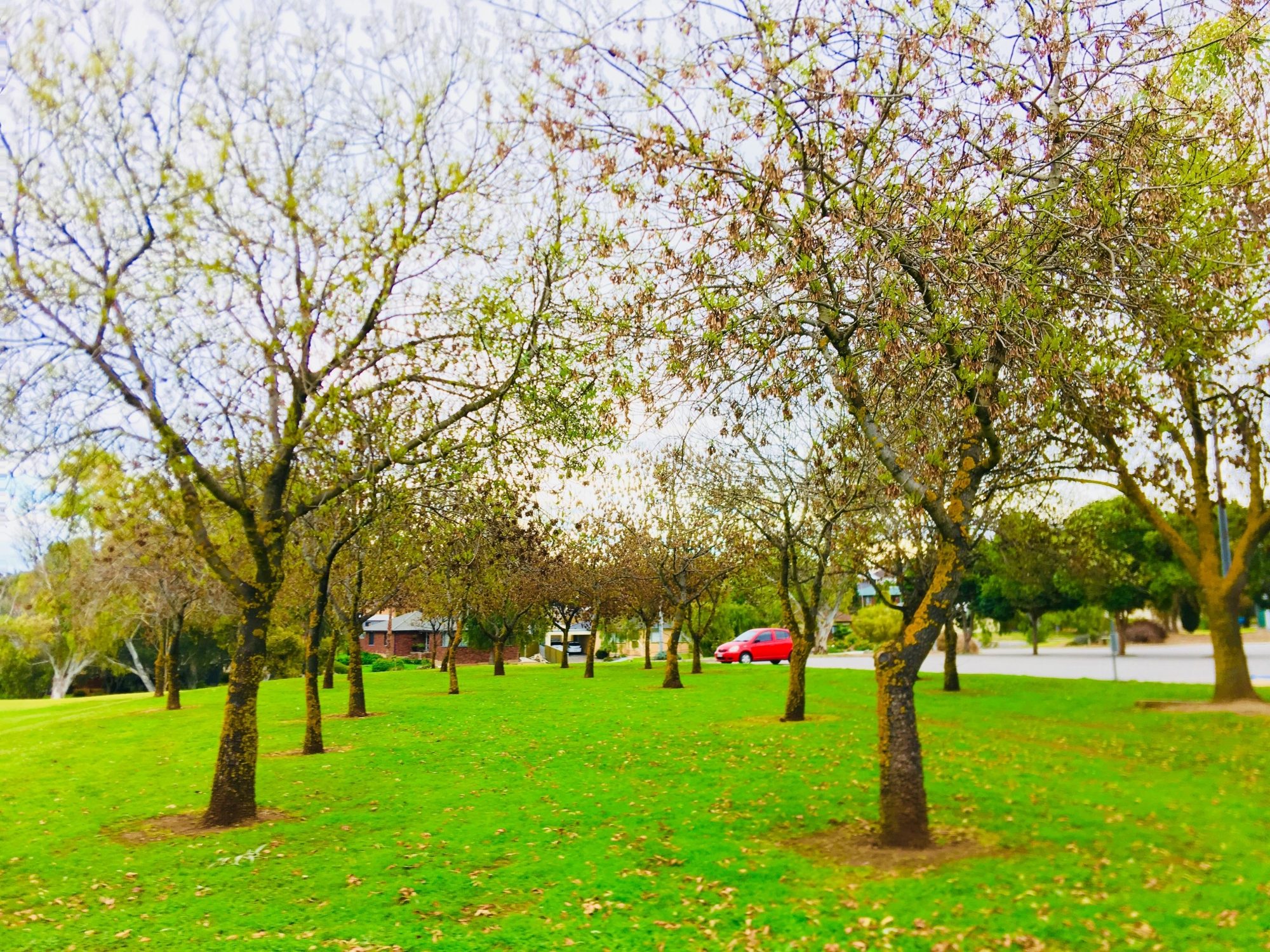 Hessing Crescent Reserve Trees 2