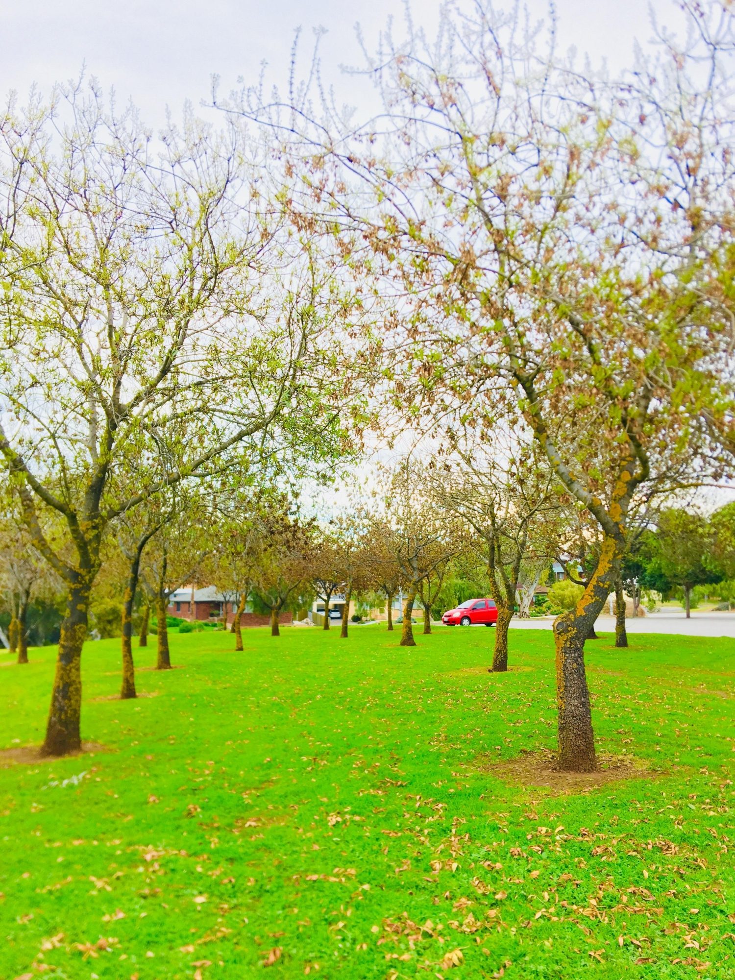 Hessing Crescent Reserve Trees 3