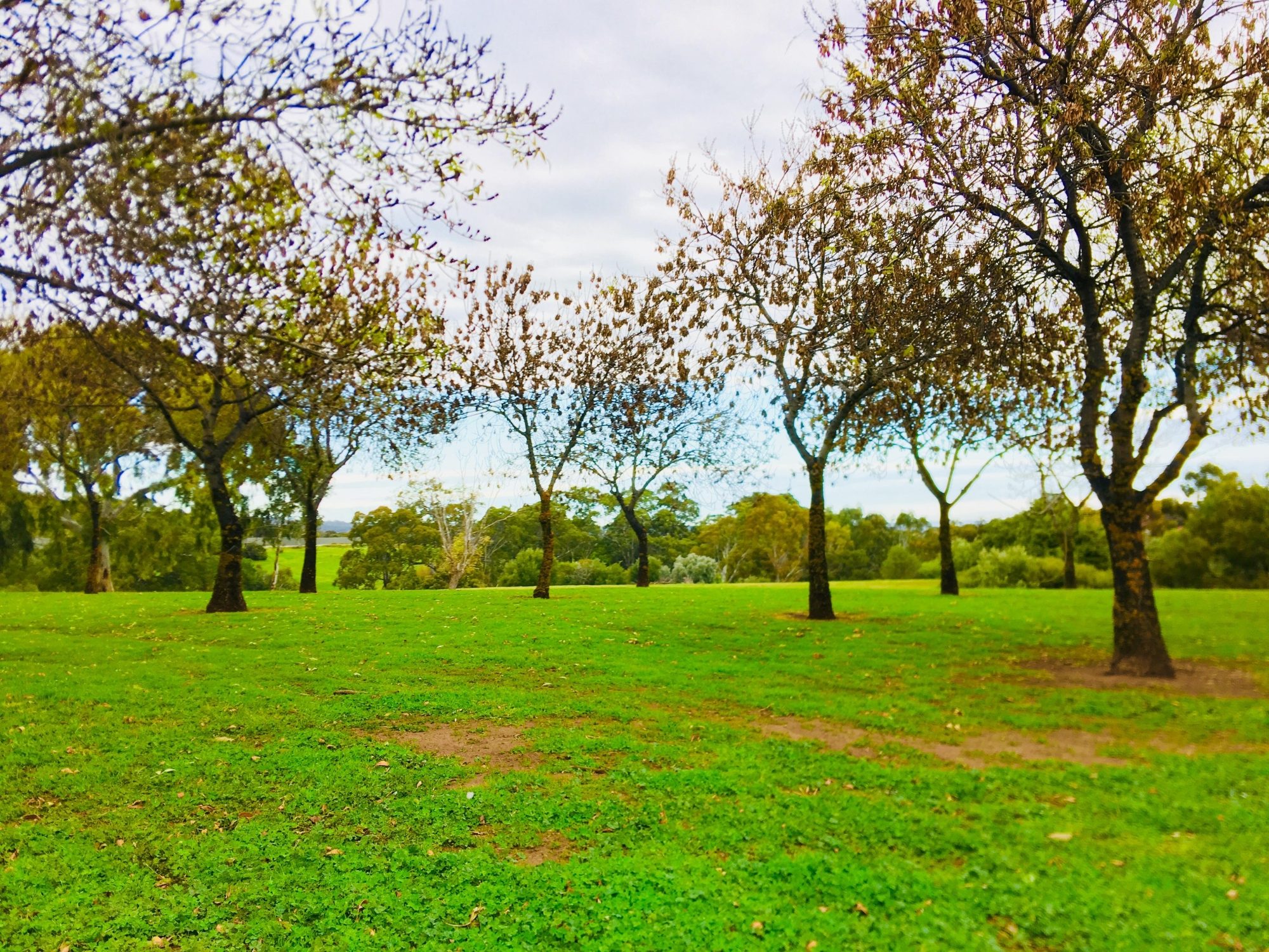 Hessing Crescent Reserve Trees 4