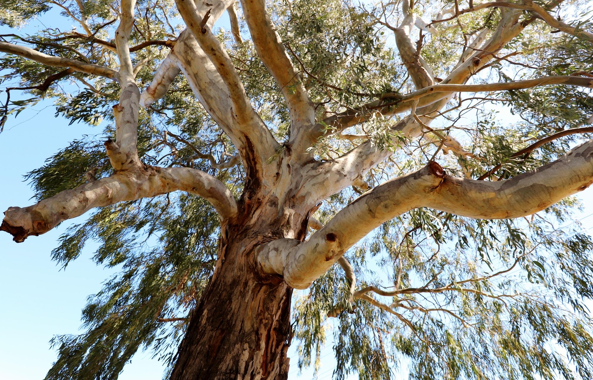 Kensington Street Reserve Tree 1