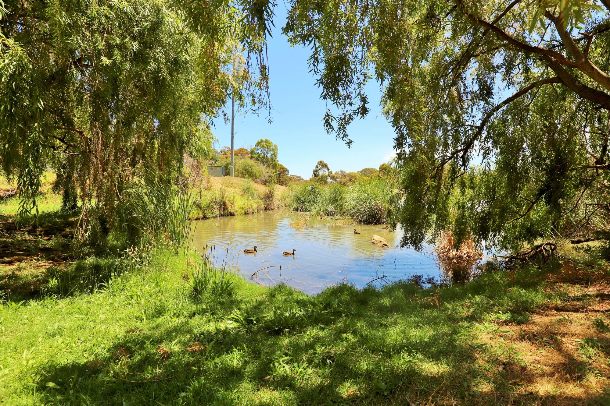 Lucretia Way Reserve 19