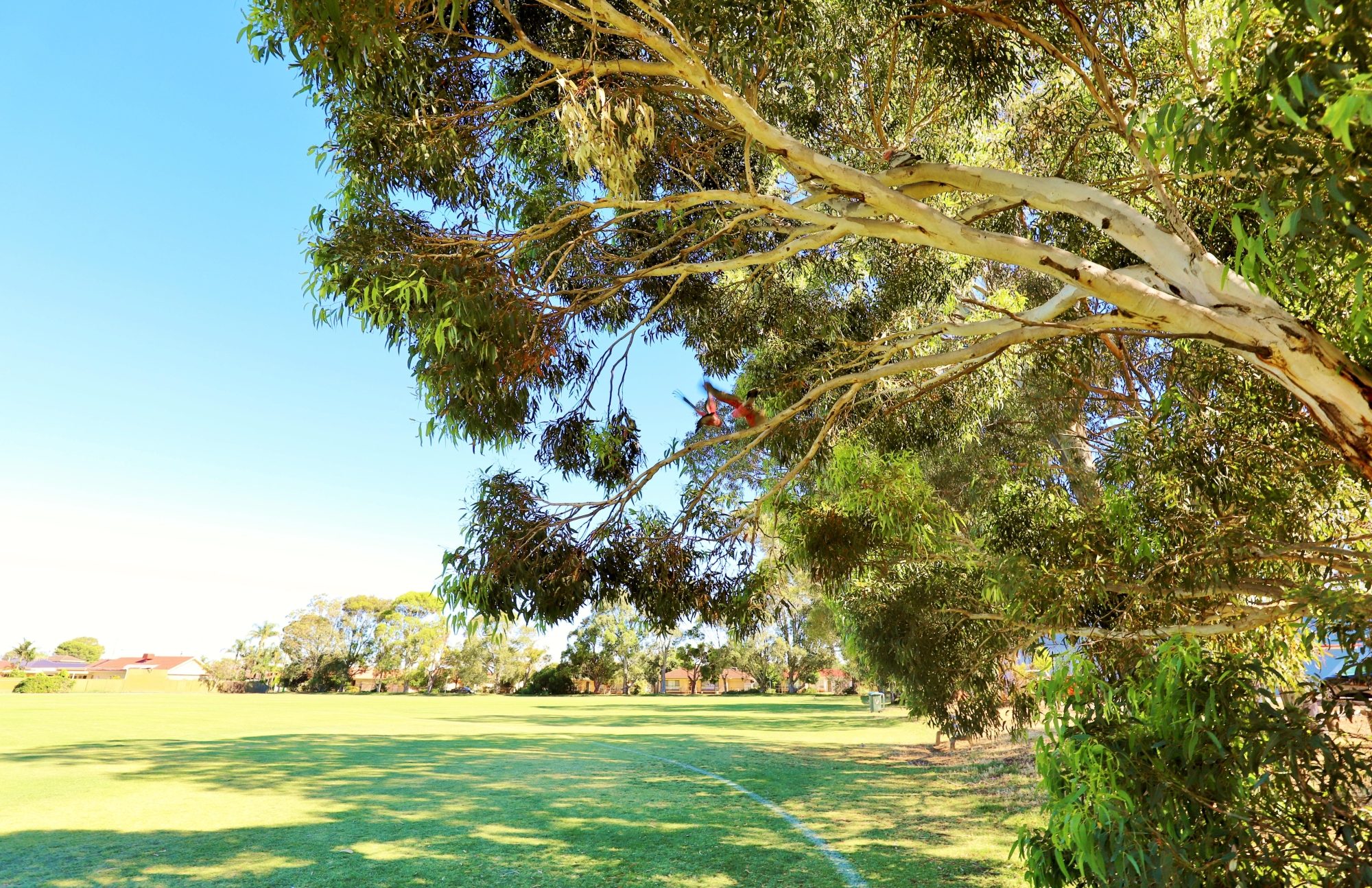 Marion Oval Western Field Cricket 5