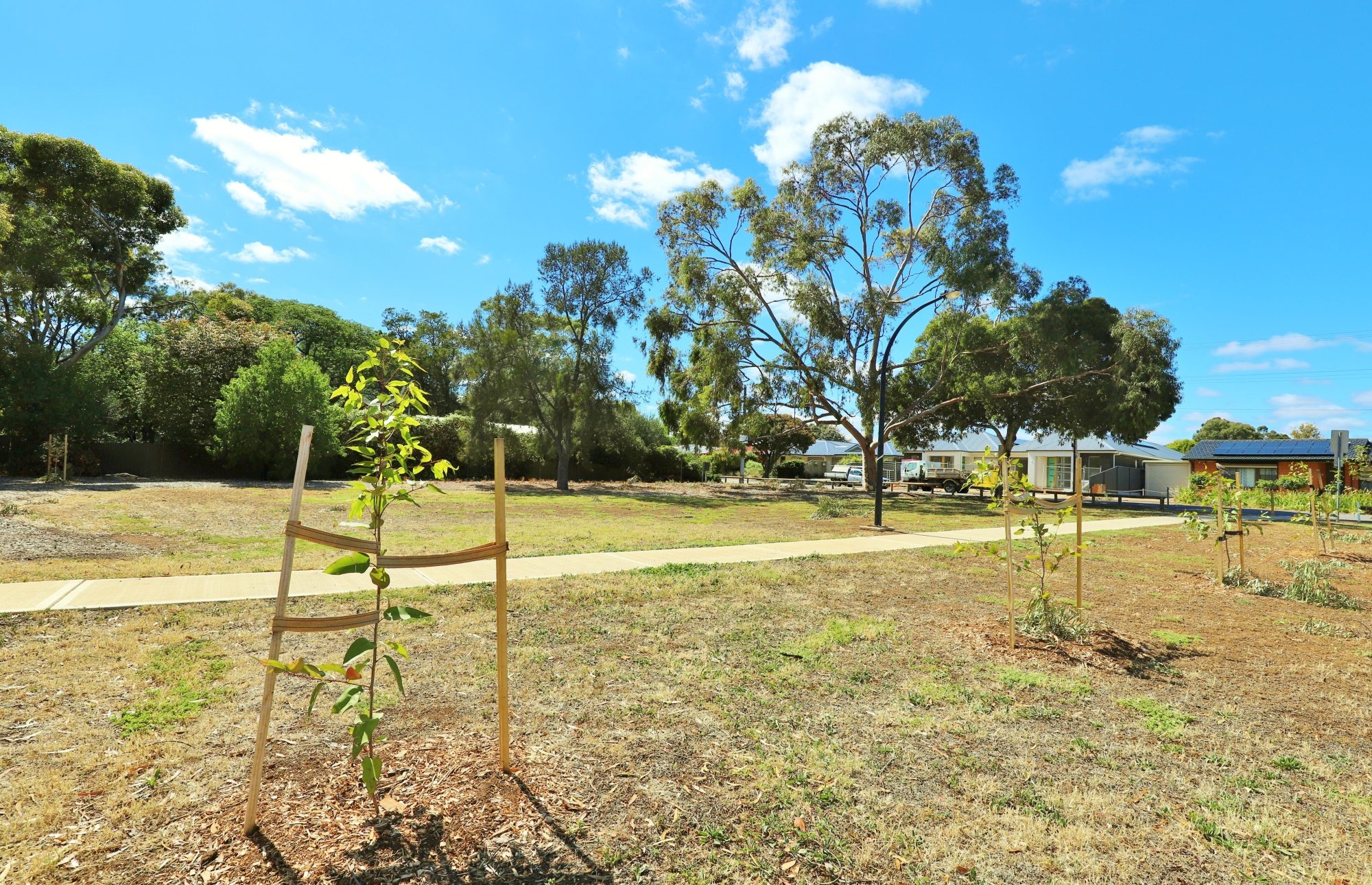 Myer Road Reserve Trees 1