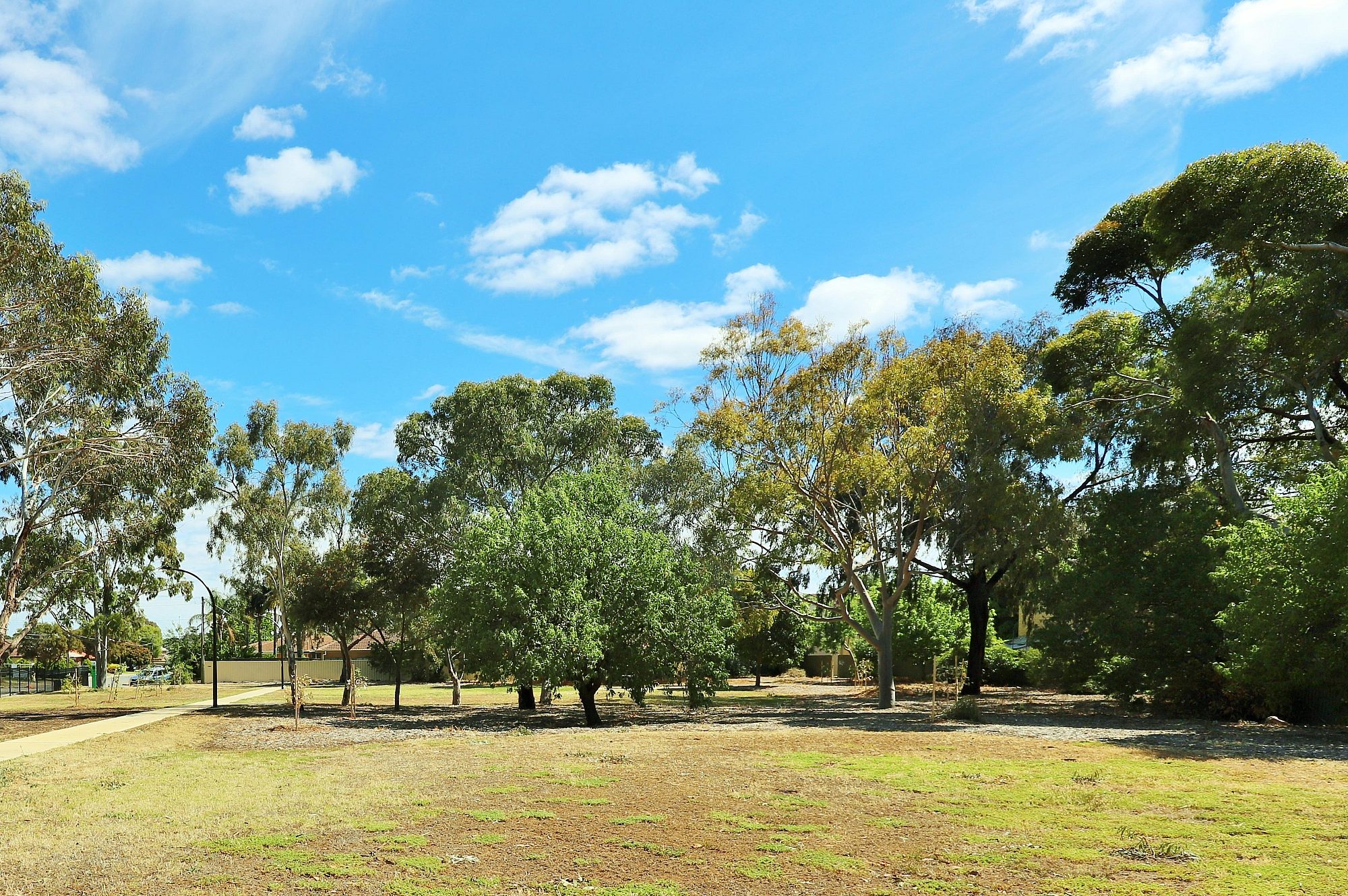 Myer Road Reserve Trees 4