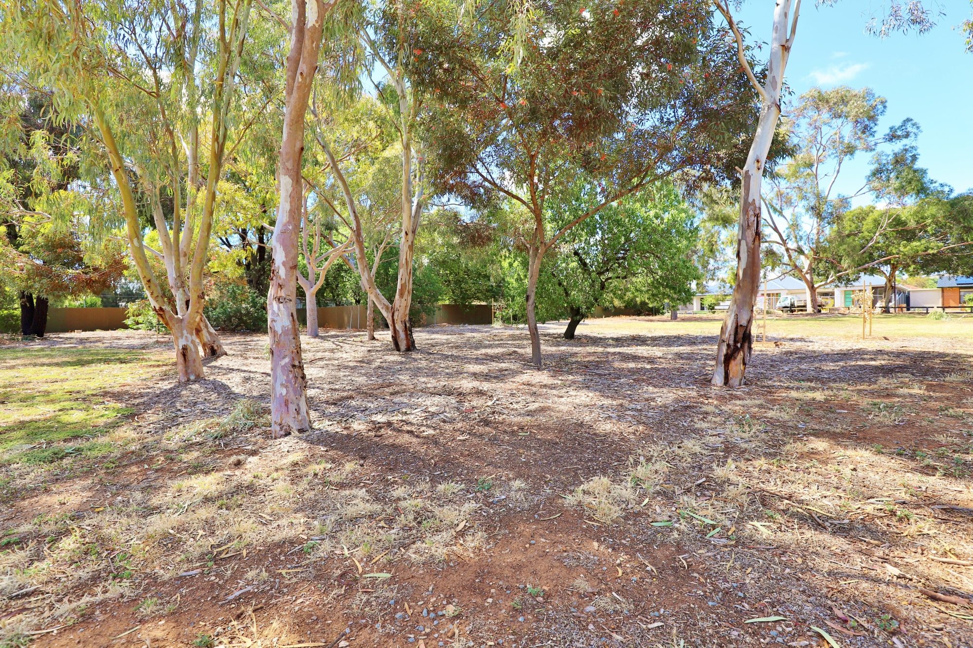 Myer Road Reserve Trees 5